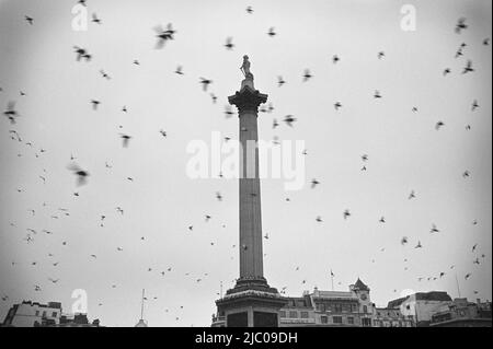 Pigeons survolant une colonne, colonne Nelson, Trafalgar Square, Cité de Westminster, Londres, Angleterre Banque D'Images