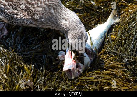 Un mouette argentique américaine non adulte (Larus smithsonianus) mangeant un poisson dans l'algue. Banque D'Images