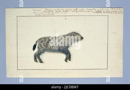 Un hyène mâle, également appelé loup tigre, vu sur le flanc droit, Crocuta crocuta (hyena tachetée), dessinateur: Robert Jacob Gordon, (signé par l'artiste), 1-Jul-1777 - 3-Jul-1777, papier, stylo, brosse, h 660 mm × l 480 mm, h 241 mm × l 406 mm, h 183 mm × l 312 mm Banque D'Images