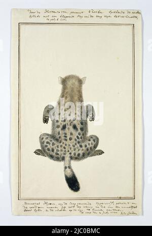 Hyena tachetée, également appelée loup tigre, Crocuta crocuta (hyena tachetée), rapporteur pour avis: Robert Jacob Gordon, 2-Jul-1777, papier, stylo, pinceau, h 660 mm × l 480 mm, h 320 mm × l 200 mm, h 264 mm × l 171 mm Banque D'Images