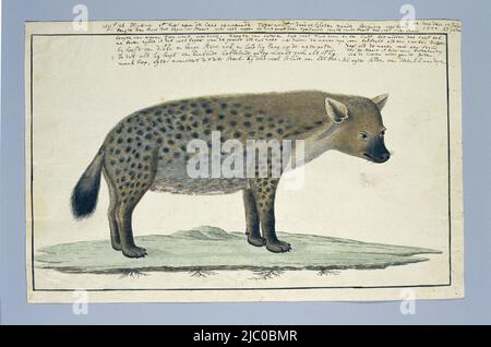 Une hyène femelle, également appelée loup tigre, vue sur le flanc droit, Crocuta crocuta (hyena tachetée), dessinateur: Robert Jacob Gordon, (signé par l'artiste), 17-Jul-1777, papier, stylo, brosse, h 660 mm × l 480 mm, h 271 mm × l 421 mm, h 245 mm × l 400 mm Banque D'Images