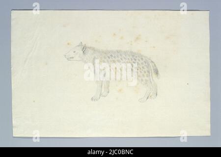 Crocuta crocuta (Hyena tachetée), dessinateur: Robert Jacob Gordon, Jul-1777 - août-1777, papier, h 660 mm × l 480 mm, h 233 mm × l 367 mm Banque D'Images