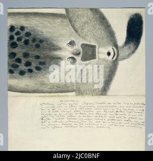 Crocuta crocuta (hyena tachetée), rapporteur pour avis: Robert Jacob Gordon, juillet 1777 - août 1777, papier, stylo, pinceau, h 660 mm × l 480 mm, h 410 mm × l 330 mm, h 205 mm × l 322 mm Banque D'Images