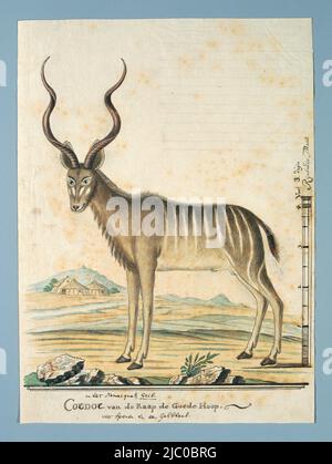 Grand kudu (Tragelaphus strepsiceros), avec échelle en taille de Rhénanie, Tragelaphus strepsiceros (Greater kudu), dessinateur: Robert Jacob Gordon, oct-1777 - Mar-1778, papier, pinceau, stylo, h 660 mm × l 480 mm, h 359 mm × l 265 mm, h 325 mm × l 264 mm Banque D'Images