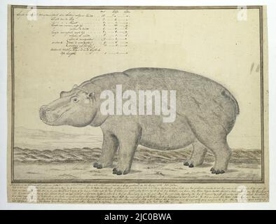 Un hippopotame (Hippopotamus amphibius), au cap manatee appelé: La femelle, Hippopotamus amphibius capensis (Hippopotamus, femelle), dessinateur: Robert Jacob Gordon, 28-Jan-1778, papier, stylo, pinceau, h 660 mm × l 480 mm, h 372 mm × l 498 mm, h 321 mm × l 466 mm Banque D'Images