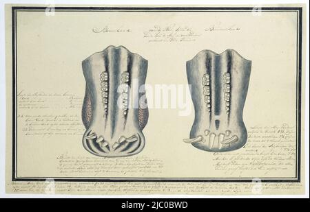 Mâchoires supérieure et inférieure d'un amphibius d'Hippopotamus (Hippopotamus), dessinateur: Robert Jacob Gordon, c. Nov-1777 - Jan-1778, papier, stylo, brosse, h 660 mm × l 480 mm, h 260 mm × l 404 mm, h 223 mm × l 374 mm Banque D'Images