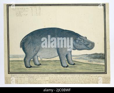 Un hippopotame (Hippopotamus amphibius), appelé au cap manataire, Hippopotamus amphibius capensis (Hippopotamus), dessinateur: Robert Jacob Gordon, c. 18-nov-1777 - 20-nov-1777, papier, stylo, brosse, h 660 mm × l 480 mm, h 410 mm × l 539 mm, h 334 mm × l 481 mm Banque D'Images