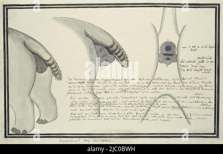 Hippopotame amphibius capensis (Hippopotamus), rapporteur pour avis: Robert Jacob Gordon, nov-1777 - jan-1778, papier, pinceau, pinceau, stylo, h 660 mm × l 480 mm, h 265 mm × l 401 mm, h 222 mm × l 367 mm Banque D'Images