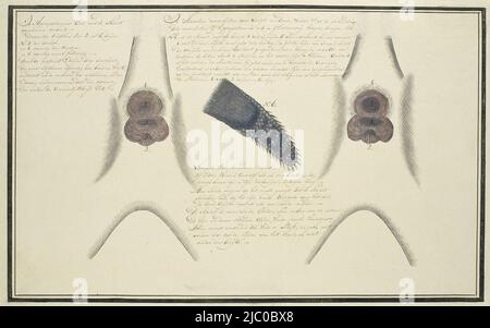 Hippopotame amphibius capensis (Hippopotamus), rapporteur pour avis: Robert Jacob Gordon, nov-1777 - jan-1778, papier, pinceau, pinceau, stylo, h 660 mm × l 480 mm, h 253 mm × l 401 mm, h 228 mm × l 374 mm Banque D'Images