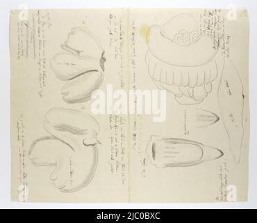 Tripe et foie, langue et rate d'un rhinocéros noir (Diceros bicornis), moitié inférieure de la feuille pliée avec les deux premiers organes, moitié supérieure avec les deux derniers organes à l'envers, Diceros bicornis bicornis (Rhinoceros), organes, dessinateur: Robert Jacob Gordon, in ou after 2-Nov-1778, papier, pinceau, pinceau, crayon, stylo, h 660 mm × l 480 mm, h 528 mm × l 429 mm Banque D'Images