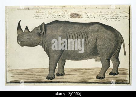 Un rhinocéros noir bicornis (rhinocéros noir, homme): Homme, avec échelle, recto Diceros bicornis bicornis (rhinocéros noir, homme), dessinateur: Robert Jacob Gordon, in or after 2-Nov-1778, papier, pinceau, pinceau, stylo, h 660 mm × l 480 mm, h 271 mm × l 428 mm, h 259 mm × l 411 mm Banque D'Images