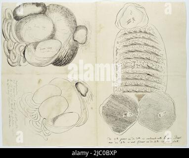 Les intestins et le rumen d'un hippopotame à moitié lavé (Hippopotamus amphibius), à gauche deux dessins à côté/sous l'un l'autre, à droite un grand dessin, Hippopotamus amphibius (Hippopotamus), stomachs et intestins., dessinateur: Robert Jacob Gordon, c. 1778 - 1779, papier, pinceau, stylo, h 660 mm × l 480 mm, h 316 mm × l 405 mm, h 157 mm × l 207 mm, h 158 mm × l 198 mm Banque D'Images