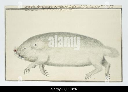 Bathyergus suillus (Cape dune mole rat), rapporteur pour avis: Robert Jacob Gordon, 2 août 1777, papier, pinceau, pinceau, stylo, h 660 mm × l 480 mm, h 229 mm × l 549 mm, h 213 mm × l 549 mm Banque D'Images