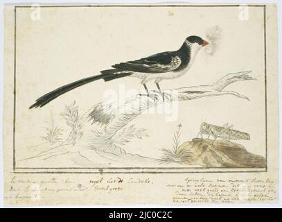 Étude d'oiseaux: Dominicanerwida (Vidua macroura) et un sauterelle, du Camdebo, pleine taille, Vidua macroura (Ã queue cylindrique whydah) et acridienne., dessinateur: Robert Jacob Gordon, oct-1778, papier, stylo, pinceau, h 660 mm × l 480 mm, h 223 mm × l 309 mm, h 179 mm × l 281 mm Banque D'Images