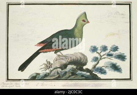 Étude d'oiseaux : Knysna toerako (Tauraco corythaix), Tauraco corythaix (Knysna turaco ou Knysna lourie)., dessinateur : Robert Jacob Gordon, oct-1777 - mar-1786, papier, stylo, pinceau, h 660 mm × l 480 mm, h 254 mm × l 389 mm, h 208 mm × l 334 mm Banque D'Images