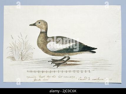 Étude d'oiseaux : Shelduck mâle du Cap (Tadorna cana), à l'échelle grossière, observé près de la rivière Gamcar, Tadorna cana (Shelduck sud-africain)., rapporteur pour avis : Robert Jacob Gordon, oct-1777 - Mar-1786, papier, stylo, pinceau, h 660 mm × l 480 mm, h 217 mm × l 336 mm Banque D'Images