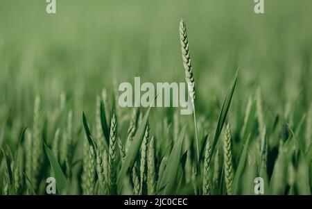 Arrière-plan des oreilles vertes de blé sur un champ agricole Banque D'Images