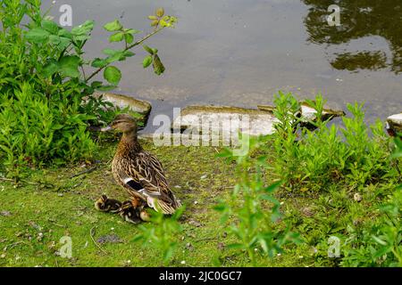 Canard aux poussins dans la Hofgarten, le plus ancien jardin public d'Allemagne. Düsseldorf, Rhénanie-du-Nord-Westphalie, 23.5.22 Banque D'Images