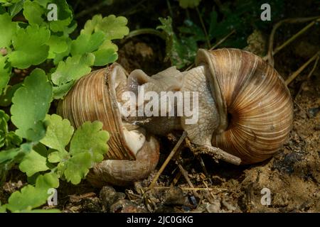 escargots romaines comestibles bordeaux hélice pomatia accouplement dans le jardin rural hongrie Banque D'Images