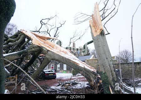 Photo de dossier datée du 29/11/21 d'un arbre tombé à New York dans le nord de Tyneside après que la tempête Arwen a fait des ravages dans une grande partie du Royaume-Uni. Les réseaux électriques ont fourni un « service inacceptable » à des milliers de clients suite à Storm Arwen, qui a laissé près d'un million de foyers sans électricité, a déclaré Ofgem, le gardien de l'industrie. Date de publication : jeudi 9 juin 2022. Banque D'Images