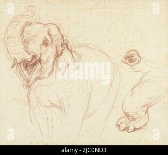 Croquis d'un éléphant, d'une jambe et d'un tronc, dessinateur: Petrus Camper, 1732 - 1789, papier, h 202 mm × l 232 mm Banque D'Images