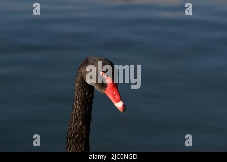 Vue latérale rapprochée d'une tête de cygne noir (cygnus atratus), de son bec rouge et de ses yeux se hissant au soleil, avec des eaux calmes en arrière-plan Banque D'Images