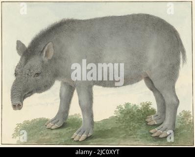 Tapir, dessinateur: Isaac van Haastert, 1825, papier, pinceau, h 178 mm × l 236 mm Banque D'Images