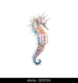 Illustration aquarelle d'un objet isolé d'hippocampe sur fond blanc. Coloré, beau. Monde sous-marin. Pour la conception de cartes postales, poste Banque D'Images