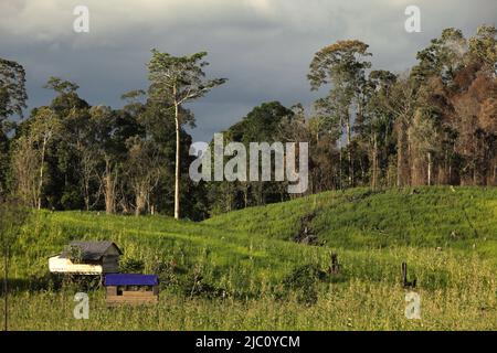 Paysage de champ agricole situé à côté de la zone forestière de Sungai Utik, Batu Lintang, Embaloh Hulu, Kapuas Hulu, West Kalimantan, Indonésie. Banque D'Images