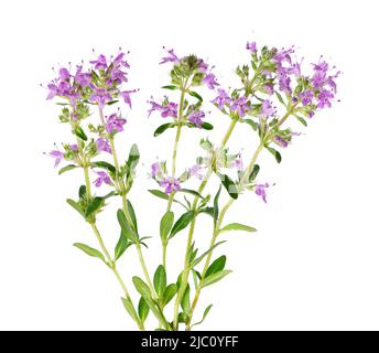 Fleurs de thym sauvage, isolées sur fond blanc. Brins de thymus serpyllum en fleurs Banque D'Images