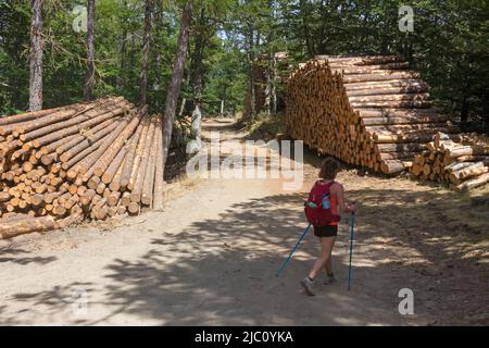 Sentier de randonnée en boucle de 4000 marches. Descente via aire de Côte depuis le sommet du Mont Aigoual. Valleraugue, Occitanie, France Banque D'Images