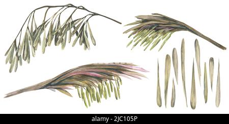 Illustration aquarelle d'un ensemble de pièces en bambou. Fleurs fleuries et fleurs sèches, brindilles et graines. Banque D'Images
