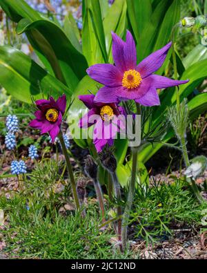 Pulsatilla vulgaris, fleur de pasque, dans l'Alpinum à Aberglasney Gardens Banque D'Images