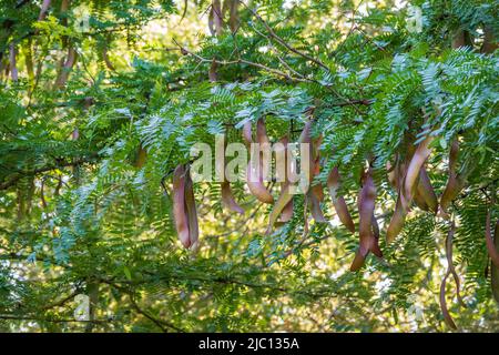 Feuilles d'acacia avec un motif et de longues gousses vertes avec des graines sur un fond flou de.Feuillage frais et branches dans le parc.Croissance estivale de natur Banque D'Images