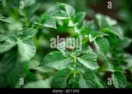 Le coléoptère de la pomme de terre du Colorado se nourrit de feuilles de pomme de terre. Potager, agriculture, rural, affaires Banque D'Images