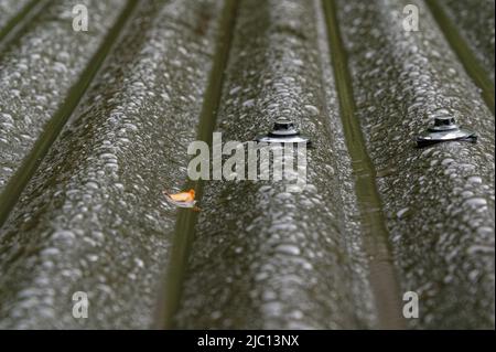 Gouttelettes de pluie sur un toit en fer ondulé, le fer est maintenu par des vis ou des clous pour parasol. Banque D'Images