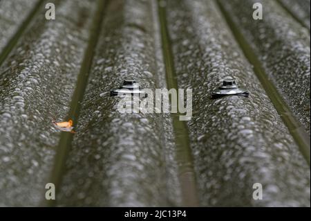 Gouttelettes de pluie sur un toit en fer ondulé, le fer est maintenu par des vis à tête ou des clous. Banque D'Images