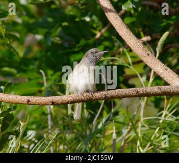 Vue de face de jeune, indigène, doux Honeyeater brun, lichmera indistincta, perché sur la branche dans le jardin australien dans le Queensland. Banque D'Images