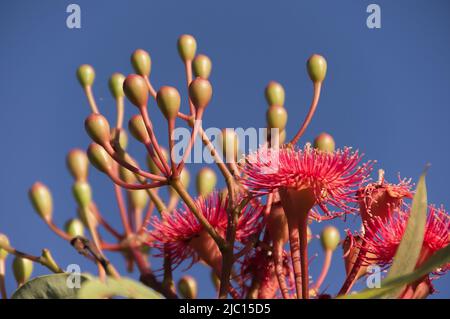 Fleurs roses et bourgeons très fermés de Gum à fleurs rouges, Corymbia fifolia, dans un jardin du Queensland, en Australie, contre un ciel bleu. Banque D'Images