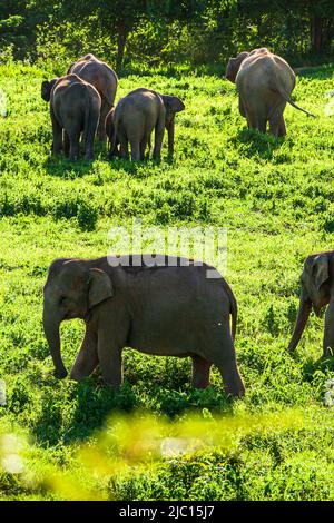 Vue panoramique d'un troupeau d'éléphants asiatiques qui paissent sur les prairies verdoyantes un matin pluvieux. Parc national de Kui Buri, Thaïlande. Banque D'Images