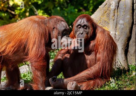 Dublin, Irlande - 27 mai 2022, singe orangutans de Bornean au zoo de Dublin Banque D'Images