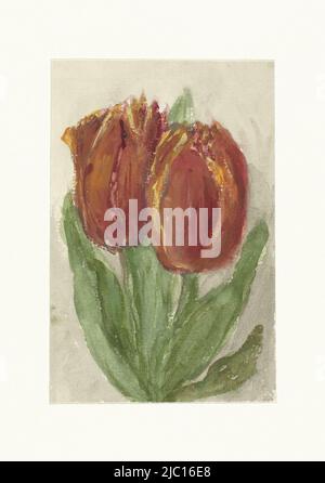 Deux tulipes rouges, dessinateur: Sientje Mesdag-van Houten, 1844 - 1909, papier, pinceau, h 137 mm × l 90 mm Banque D'Images