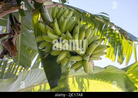 Banane (Musa paradisiaca, Musa x paradisiaca), infractescence de la banane, États-Unis, Hawaii, Maui Banque D'Images