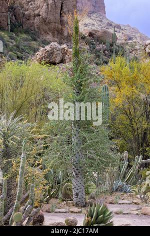 Arbre de Boojum (Fouquieria columnaris), environ 10 m de haut, États-Unis, Arizona, Boyce Thompson Arboretum Banque D'Images