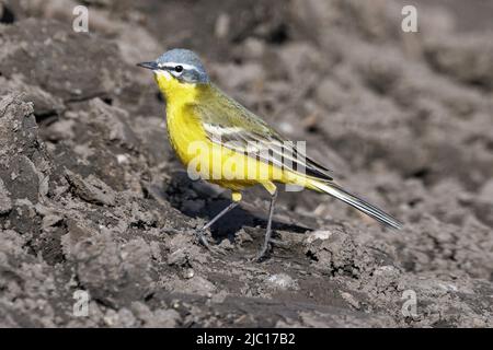 Queue de Wagon à tête bleue, queue de Wagon jaune (Motacilla flava flava), en Allemagne, en Bavière, Erdinger Moos Banque D'Images