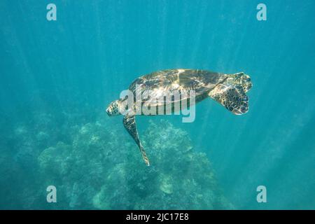 Tortue verte, tortue rocheuse, tortue de viande (Chelonia mydas), baignade dans l'eau baignée de soleil au-dessus d'un récif de corail, États-Unis, Hawaï, Maui Banque D'Images
