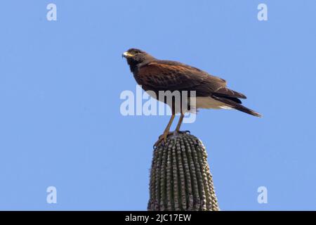 Le faucon de harris (Parabuteo unicinctus), perché sur un cactus de saguaro, États-Unis, Arizona, Sonora-Wueste Banque D'Images