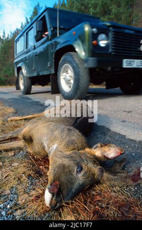 Cerf de virginie (Capranolus capranolus), roadklill, buck couché mort sur le côté de la route, Royaume-Uni, Écosse, Highlands, Strathspey Banque D'Images