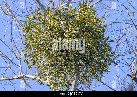 Mistletoe (album de Viscum sous-sp., album de Viscum), avec beaucoup de baies, Allemagne, Bavière Banque D'Images