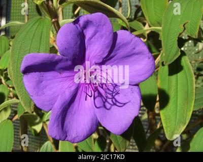 La princesse fleur, Tibouchina urvilleana gloire (bush), fleur Banque D'Images